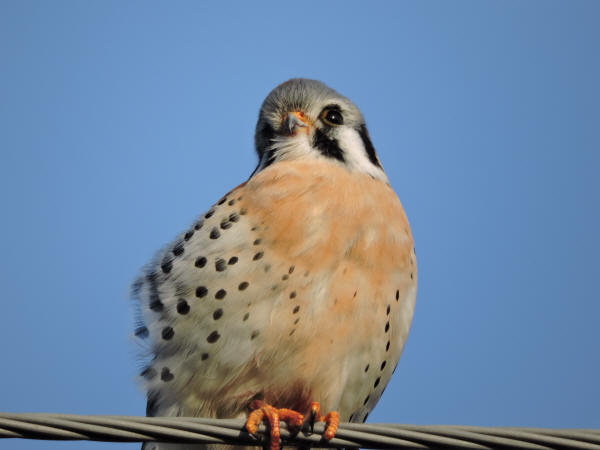 American Kestrel