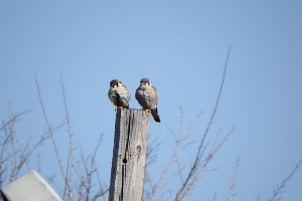American Kestrels