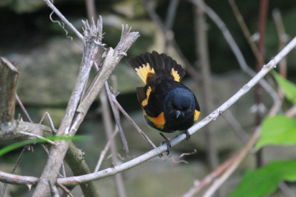 American Redstart