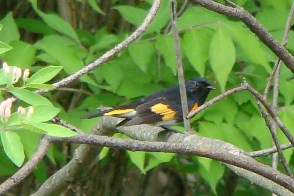American Redstart