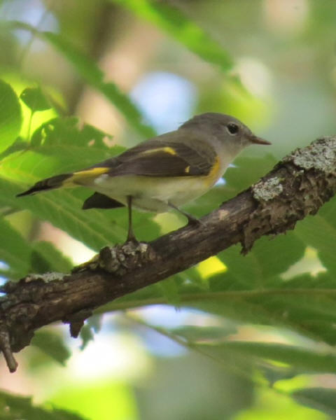 American Redstart