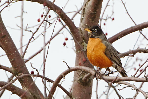American Robin