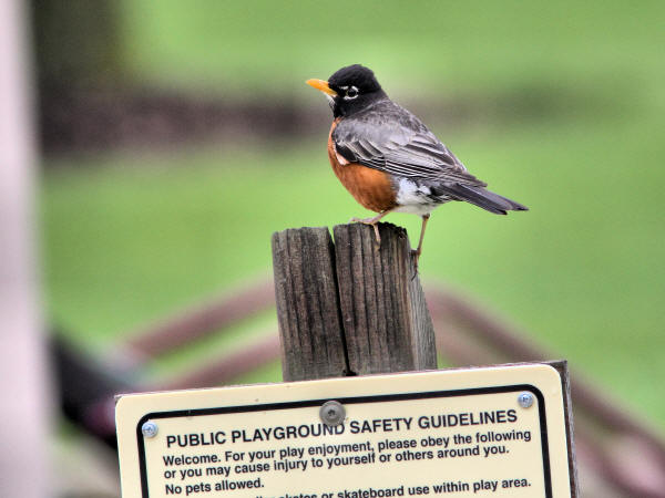 American Robin