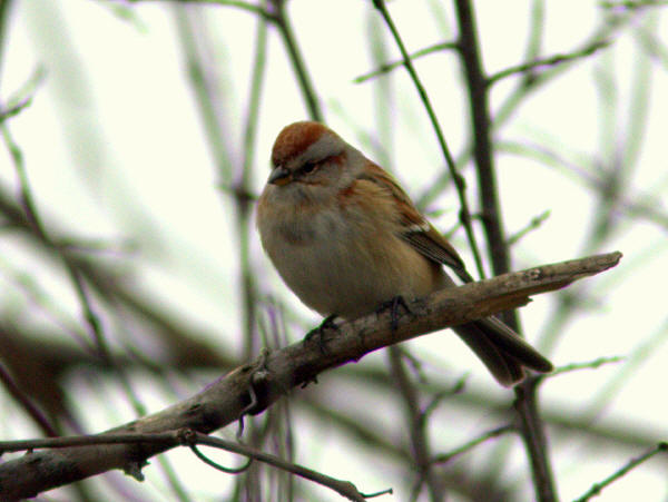 American Tree Sparrow