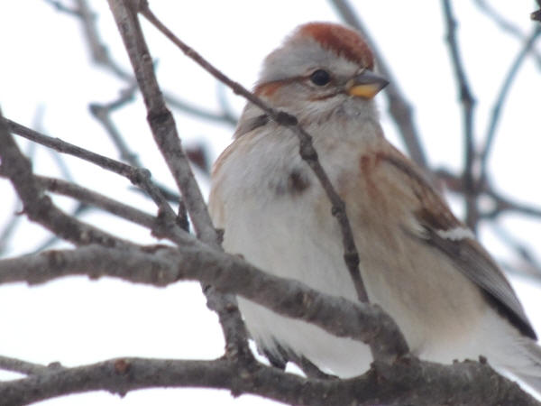 American Tree Sparrow