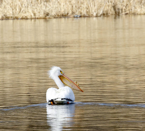 American White Pelican