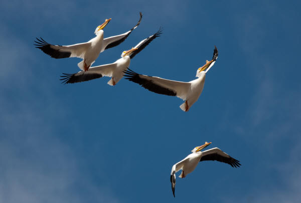 American White Pelicans