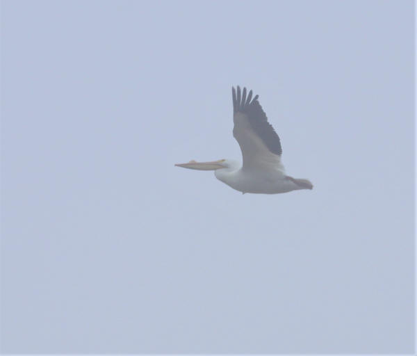 American White Pelican