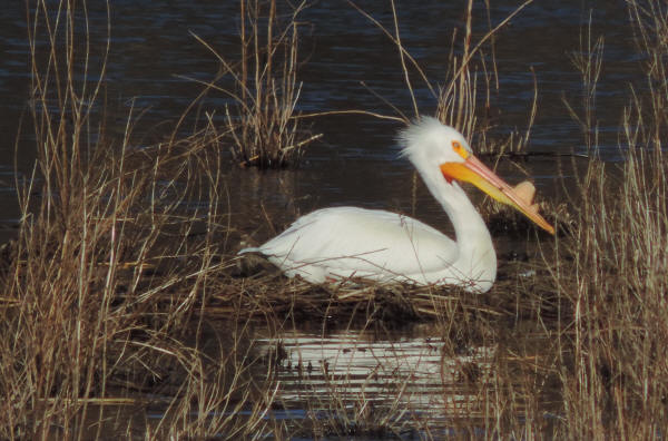American White Pelican
