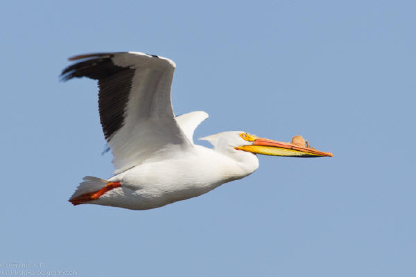 American White Pelican