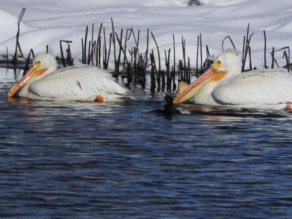 American White Pelicans