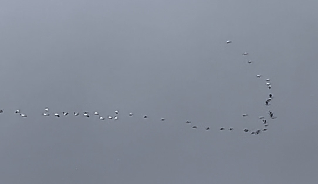 American White Pelicans