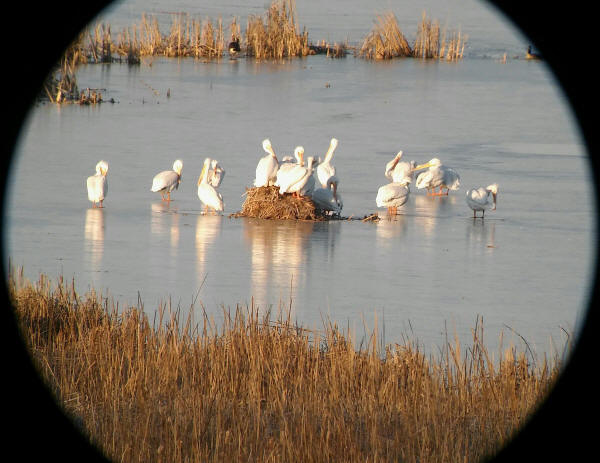 American White Pelicans