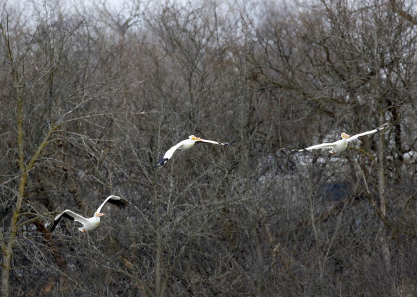 American White Pelicans