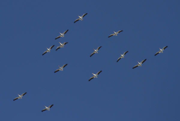 American White Pelicans