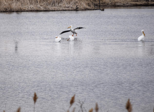 American White Pelicans