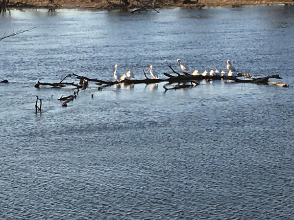 American White Pelicans
