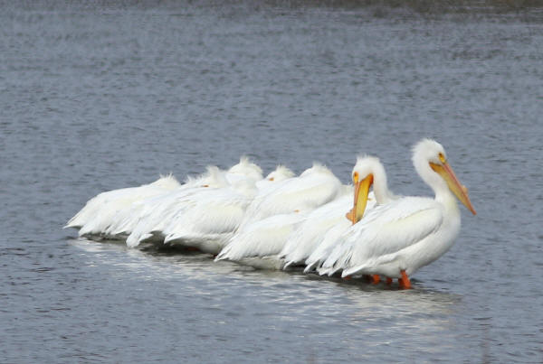 American White Pelicans