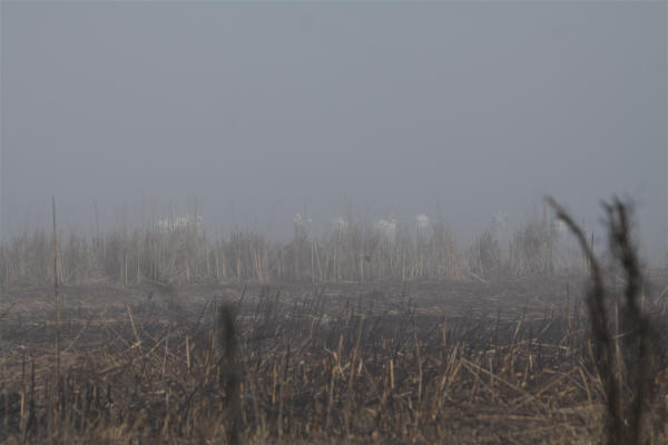 American White Pelicans