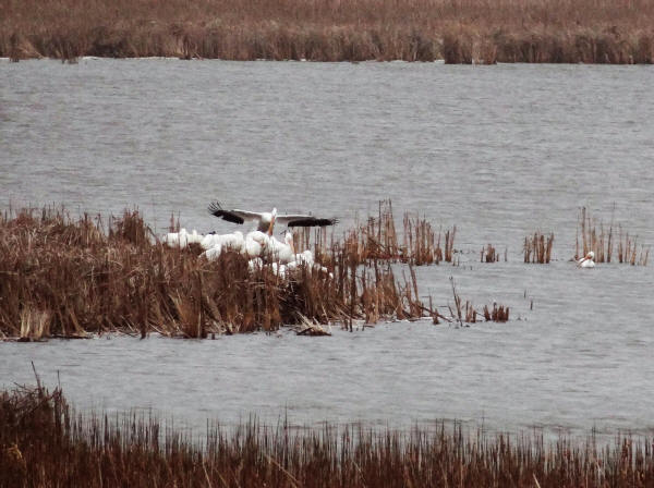 American White Pelicans