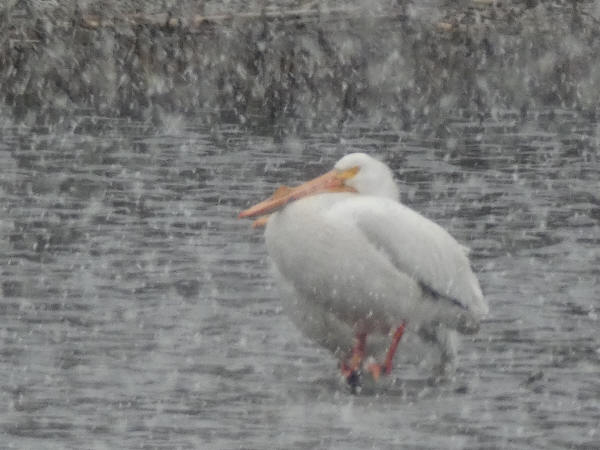 American White Pelicans