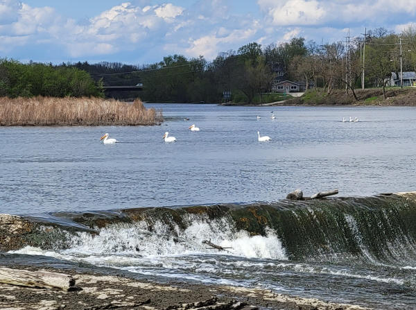 American White Pelicans