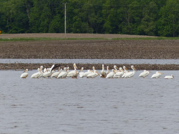 American White Pelicans