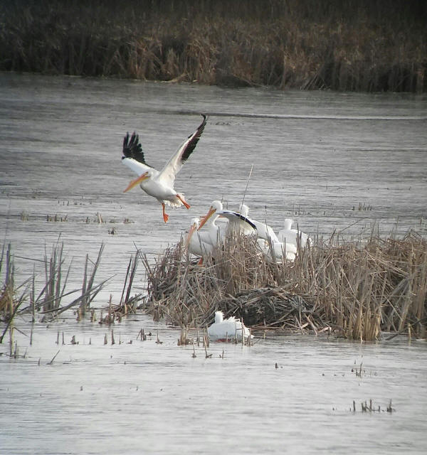 American White Pelicans