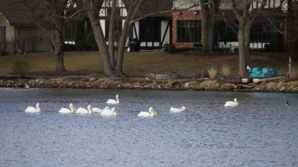 American White Pelicans