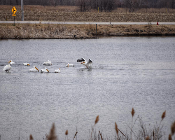 American White Pelicans