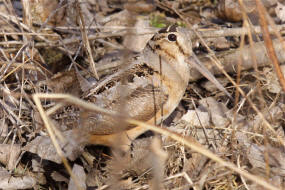 American Woodcock profile