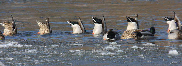 Feeding Mallards