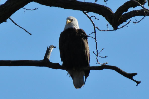 Bald Eagle