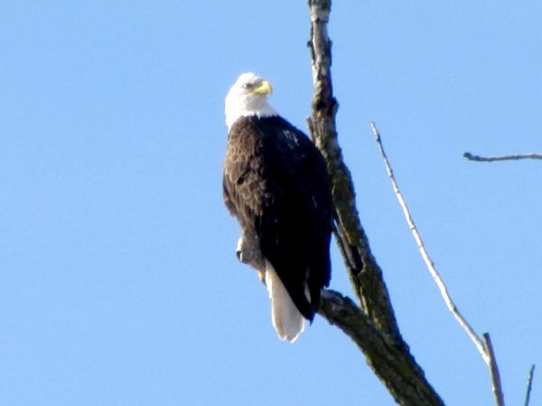 Bald Eagle