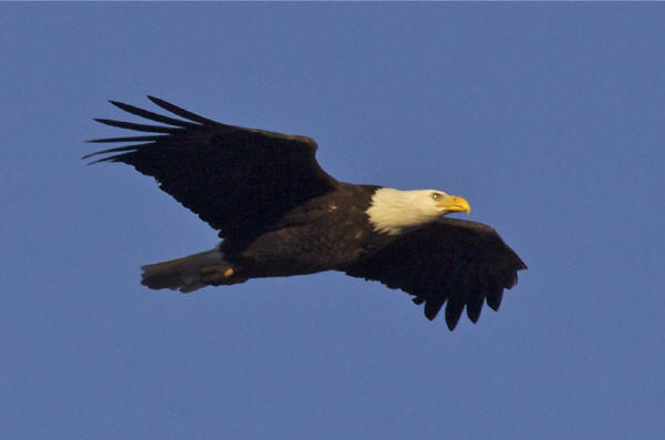 Bald Eagle