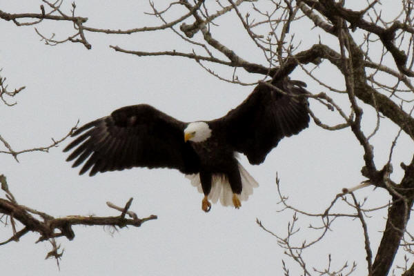 Bald Eagle