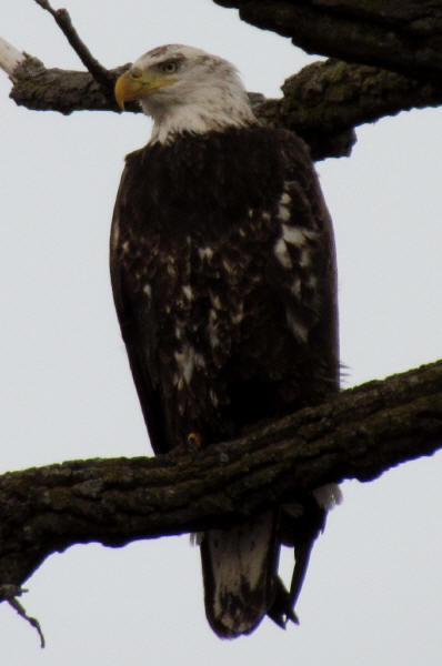 Bald Eagle