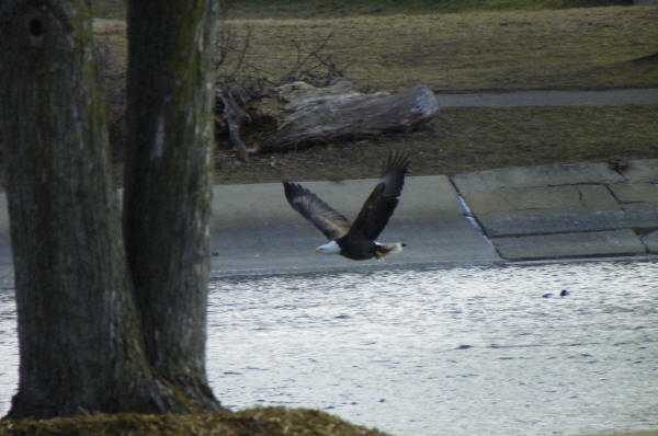 Bald Eagle