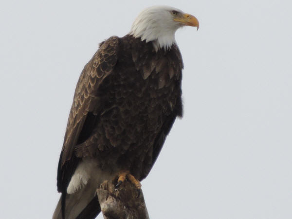 Bald Eagle