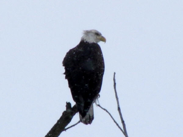 Bald Eagle
