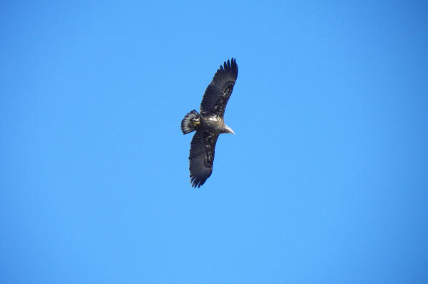 Bald Eagle