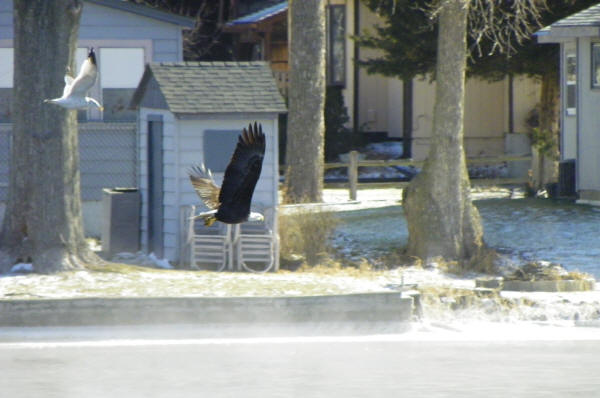 Bald Eagle