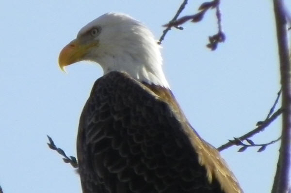 Bald Eagle