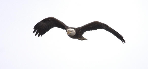 Bald Eagle