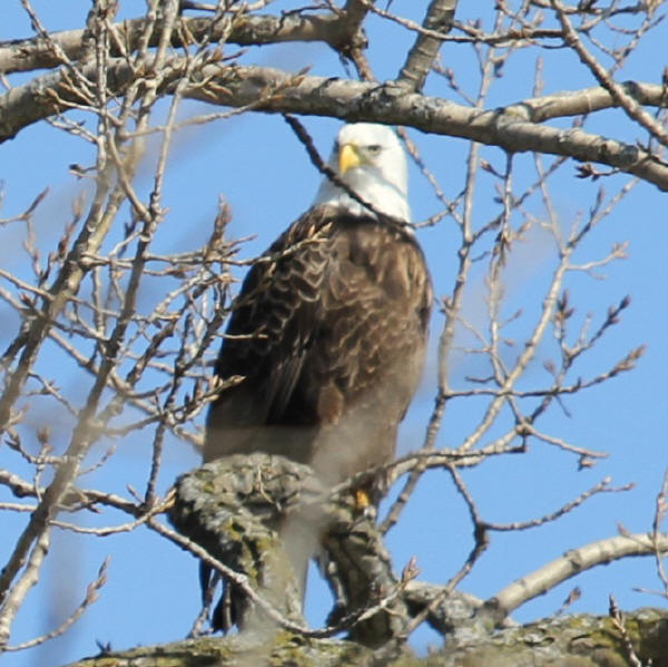 Bald Eagle