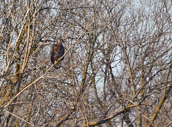 Bald Eagle
