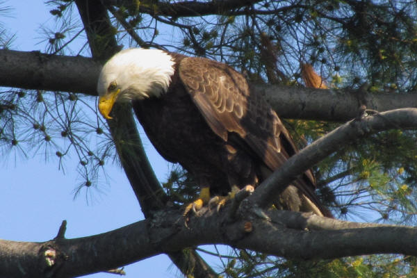 Parent Bald Eagle 