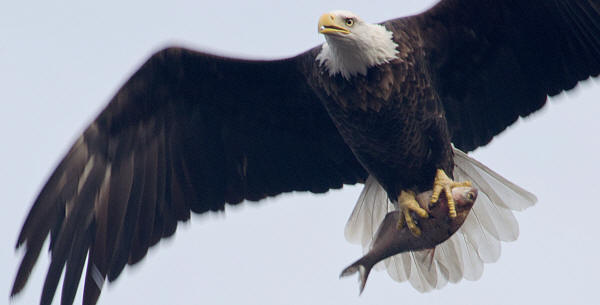 Bald Eagle