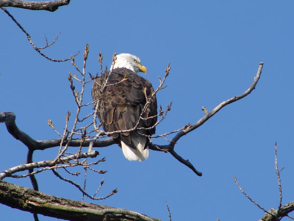 Bald Eagle