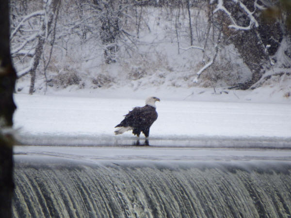 Bald Eagle